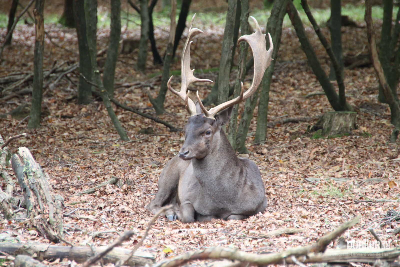 20111029_FENNE_0069.jpg